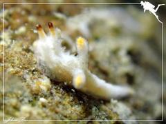 Murphydoris maracabranchia