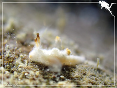 Murphydoris maracabranchia