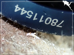 Murphydoris maracabranchia