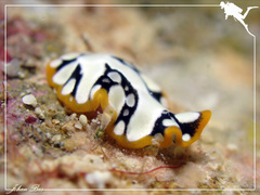 Pseudoceros imperatus