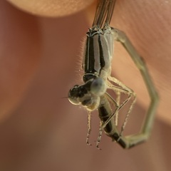 Enallagma durum