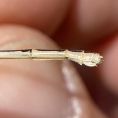 Enallagma durum