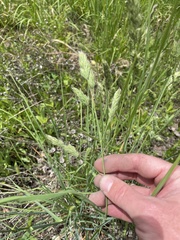 Dactylis glomerata