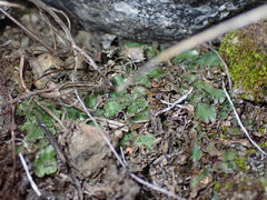 Mannia gracilis