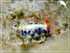 Hypselodoris infucata