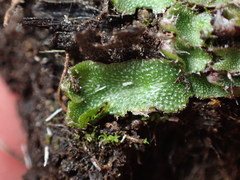 Mannia gracilis