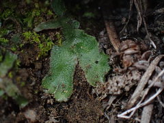 Mannia gracilis