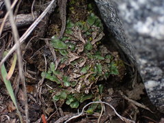 Mannia gracilis