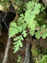 Cryptogramma stelleri