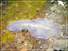 Pericelis