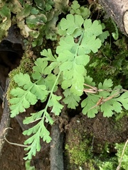 Cryptogramma stelleri
