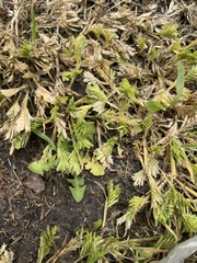 Sclerochloa dura