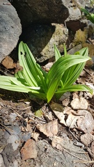 Veratrum nigrum