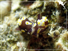 Colpodaspis thompsoni