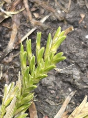 Sclerochloa dura