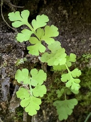 Cryptogramma stelleri
