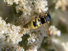 Euodynerus hidalgo viereckii
