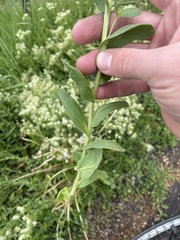 Lepidium