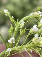 Lepidium