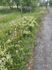 Lepidium