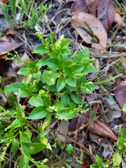 Microtea debilis