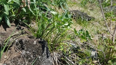 Physochlaina physaloides