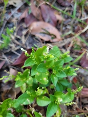 Microtea debilis