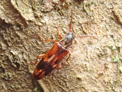 Hypulus quercinus
