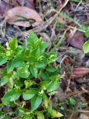 Microtea debilis