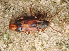 Hypulus quercinus