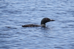 Gavia immer image
