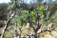 Aspalathus acanthophylla