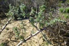 Aspalathus acanthophylla