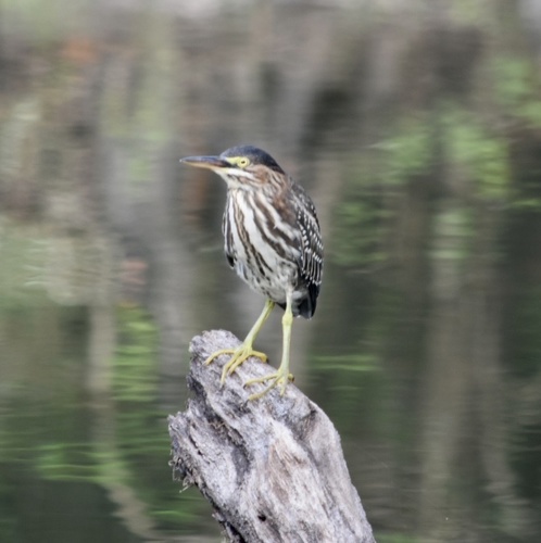 Butorides virescens image