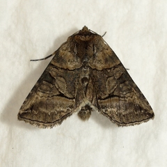 Abrostola urentis