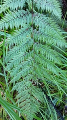 Leptolepia novae-zelandiae