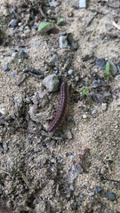 Pseudopolydesmus canadensis