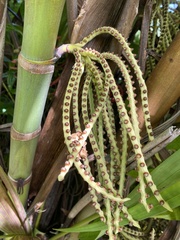 Pinanga