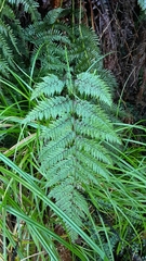 Leptolepia novae-zelandiae