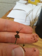 Juncus dregeanus