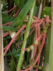 Pinanga