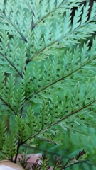 Leptolepia novae-zelandiae