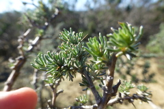 Aspalathus acanthophylla