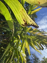 Pinanga
