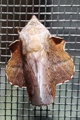 Phyllodesma americana