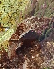 Enchiridium punctatum