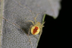 Araneus alboventris