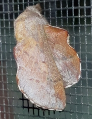 Phyllodesma americana