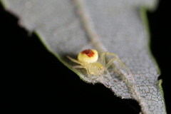 Araneus alboventris