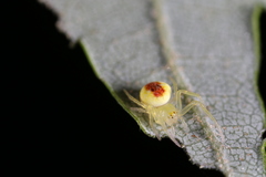 Araneus alboventris